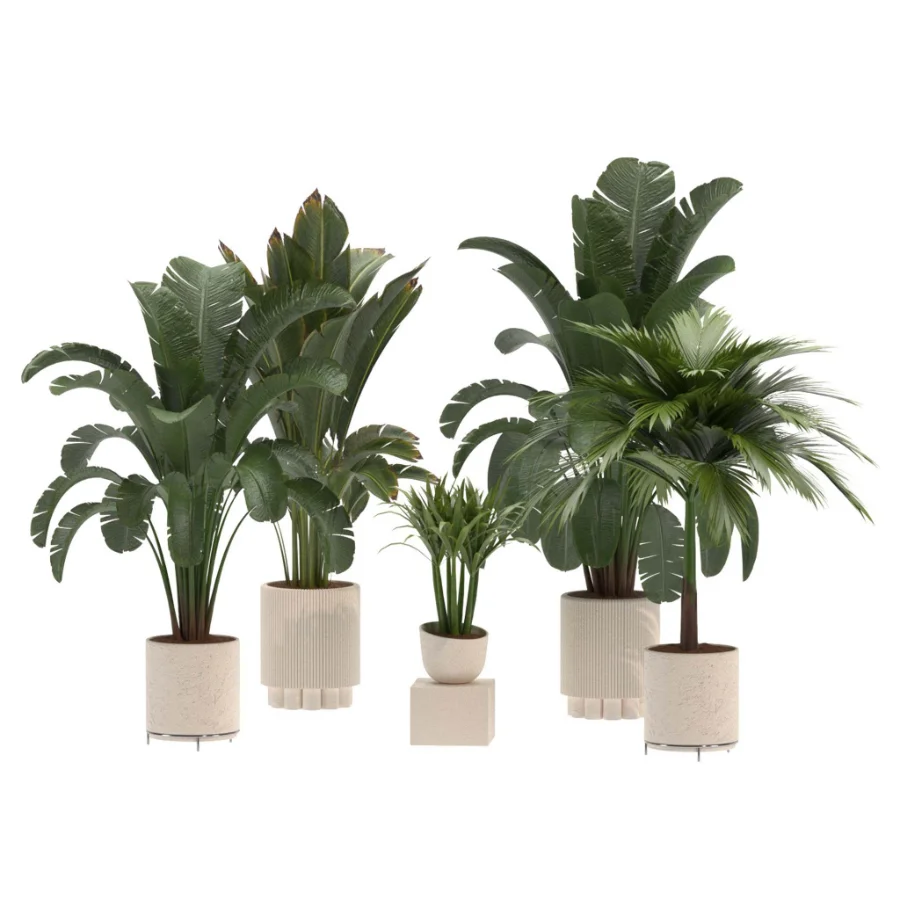 indoor-plant-024 - Image 2
