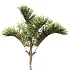 AV Plant Cyrtostachys Renda Palm Tree 03 - Thumbnail 1