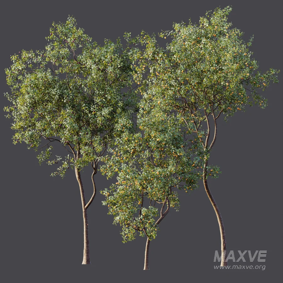 AV Plant Prunus Salicina Plum Pflaume Fruit Tree 01 - Image 10