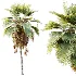 AV Plant Pritchardia Pacifica Palm Tree 03 - Thumbnail 3
