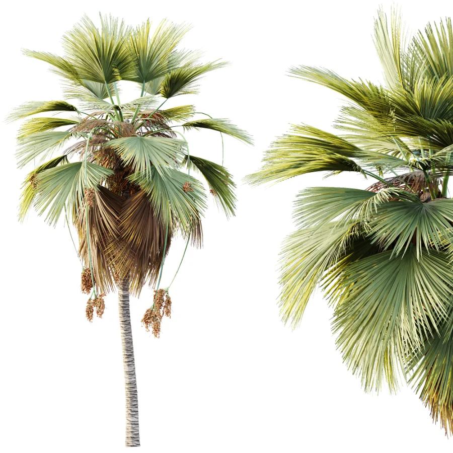 AV Plant Pritchardia Pacifica Palm Tree 03 - Image 3