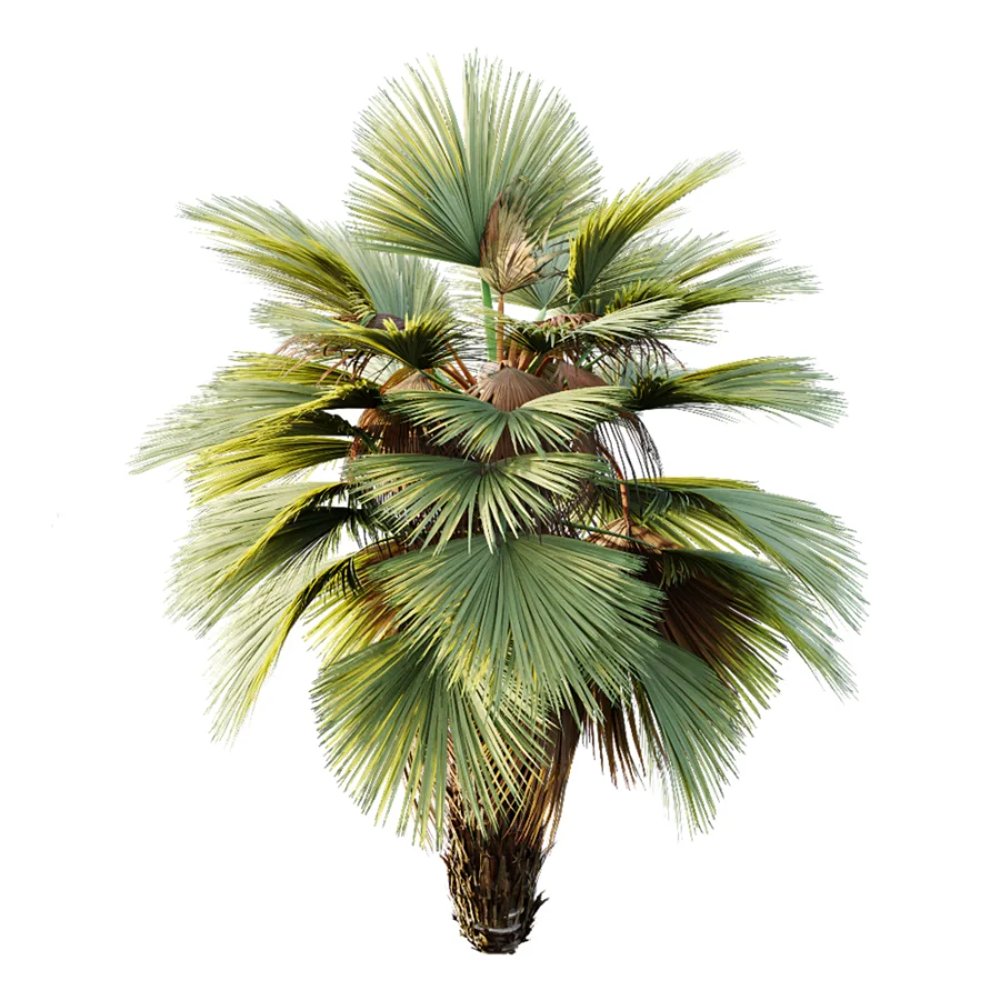 AV Plant Pritchardia Pacifica Palm Tree 03 - Image 4