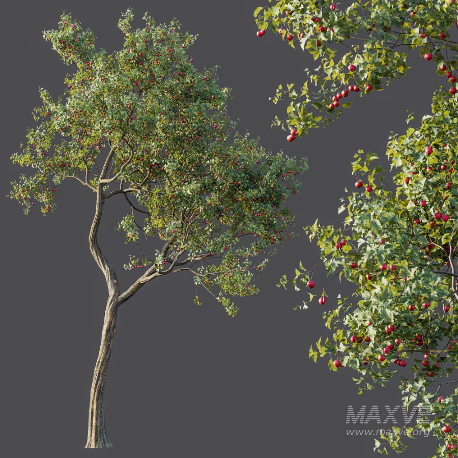 AV Plant Crataegus Pinnatifida Hawthorn Fruit Tree 01 - Image 4