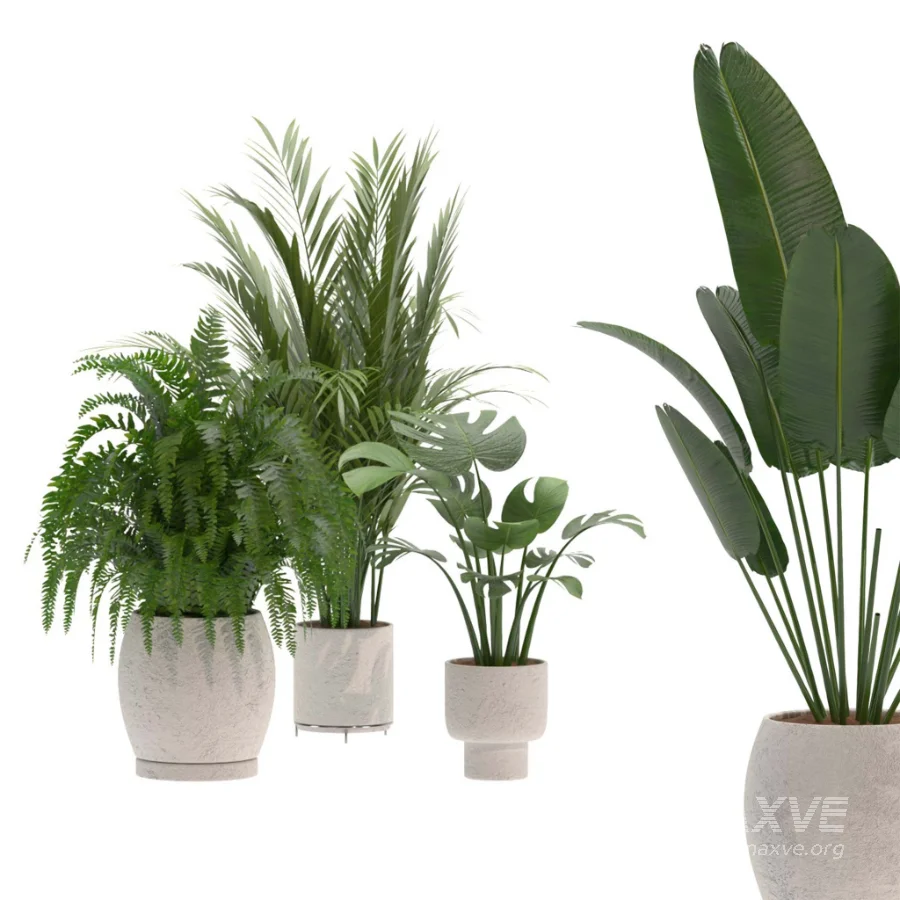 indoor-plant-019 - Image 1