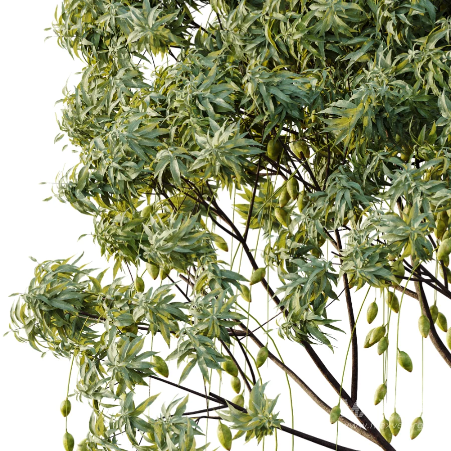 AV Plant Mangifera Indica Mango Fruit Tree 01 - Image 3
