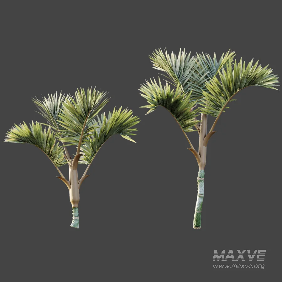 AV Plant Cyrtostachys Renda Palm Tree 03 - Image 6