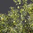 AV Plant Pear Pyrus Communis Fruit Tree 01 - Thumbnail 9