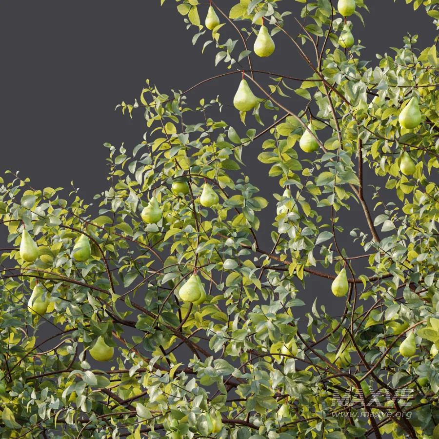 AV Plant Pear Pyrus Communis Fruit Tree 01 - Image 9