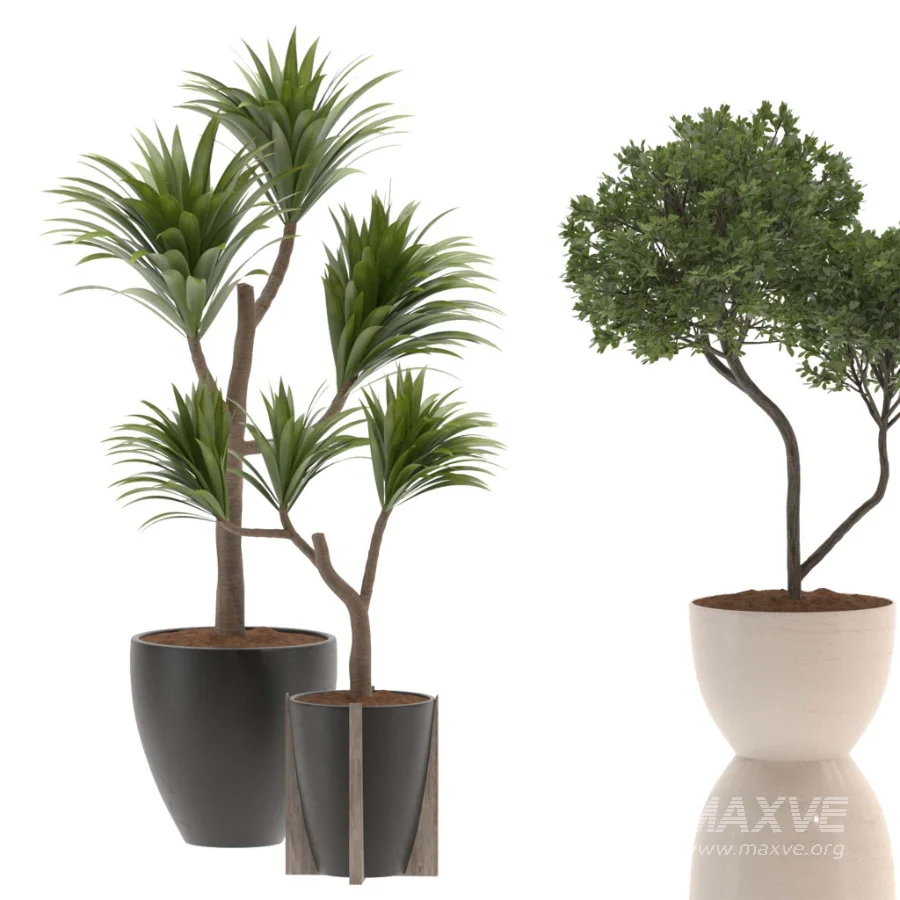 Indoor Plants Set 029-Yucca Elephantipes - Image 3