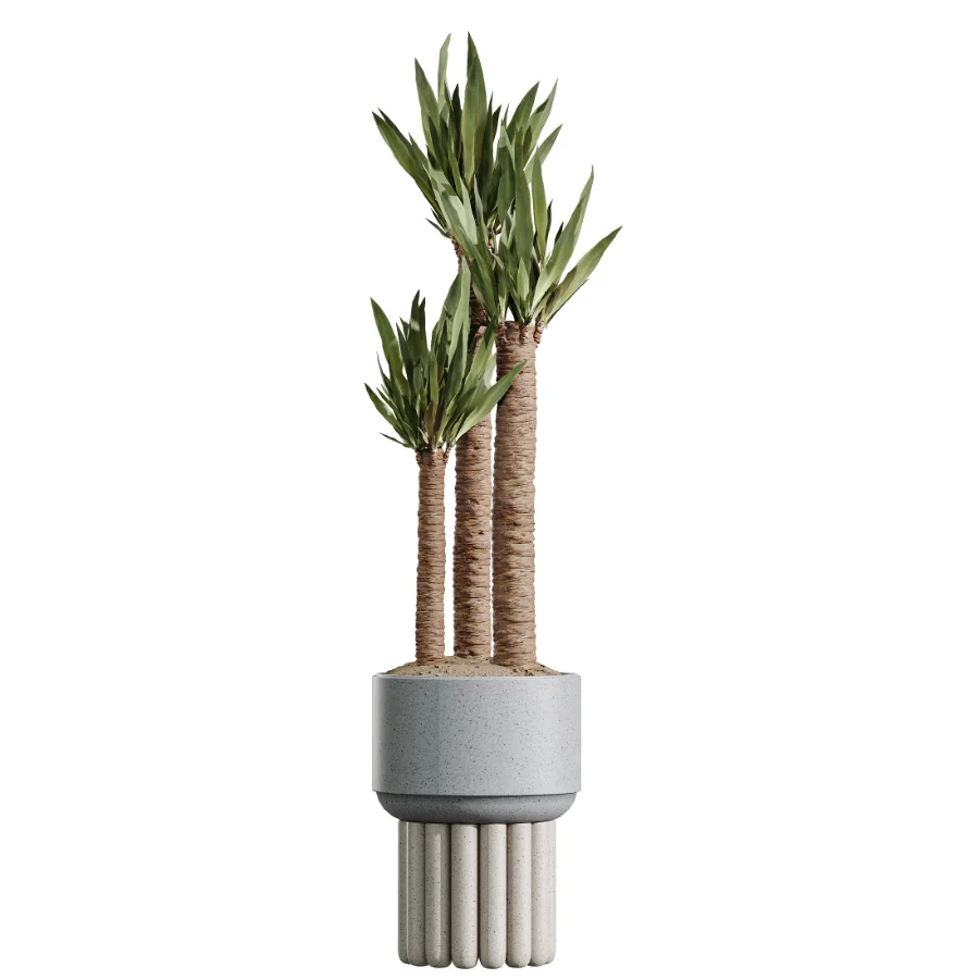 AV Indoor Plants Set 615 Yucca Elephantipes Briful Pachira Ficus Elastica Olive - Image 2