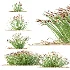 AV Plant Trichophorum Cespitosum Tufted Bulrush Rasenbinse Deer Grass - Thumbnail 8