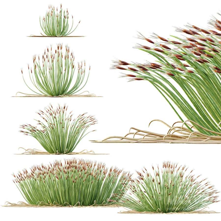 AV Plant Trichophorum Cespitosum Tufted Bulrush Rasenbinse Deer Grass - Image 8
