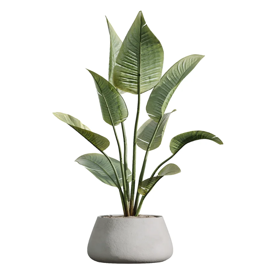AV Indoor Plants Set 603 Chemlali Olive and Peace Lily and Olive Eucalyptus and Bird Of Paradise - Image 1