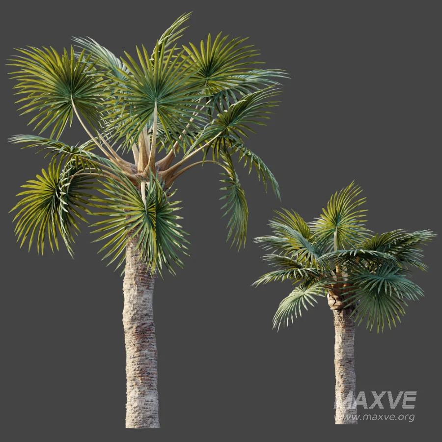 AV Plant Bismarckia Nobilisi Palm Tree 01 - Image 7