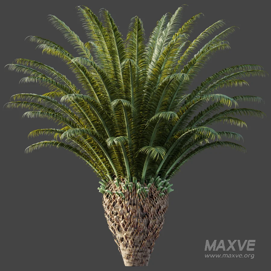 AV Plant Cycas Revoluta Palmfarn Palm Bush 02 - Image 5