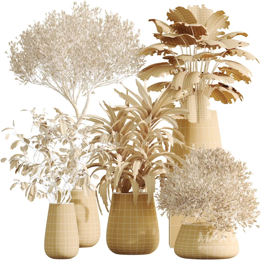 AV Indoor Plants Set 527 Olive Lemon Dragon Ficus Dracaena Marginata - Image 7
