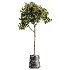 AV Indoor Plants Set 617 Orange Calamondin Tree Spineless Yucca and African Fig Ruffled Fan Palm - Thumbnail 5
