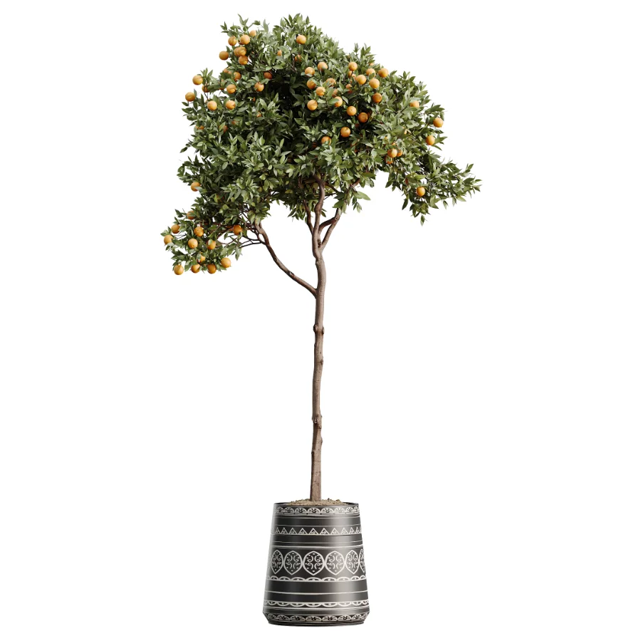AV Indoor Plants Set 617 Orange Calamondin Tree Spineless Yucca and African Fig Ruffled Fan Palm - Image 5
