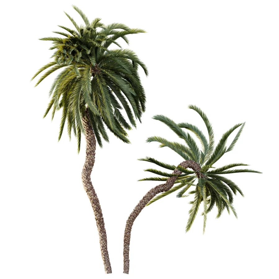 AV Plant Macrozamia Moorei Palm Tree 01 - Image 3