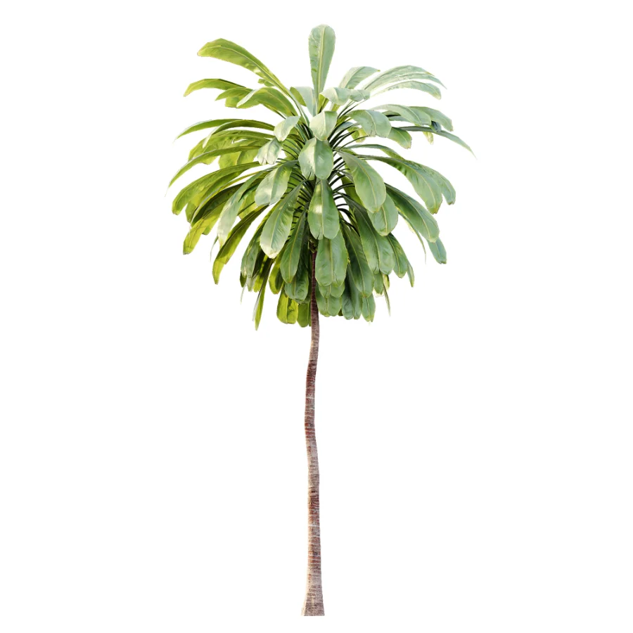 AV Plant Cordyline Petiolaris 6 Palm Tree 01 - Image 1