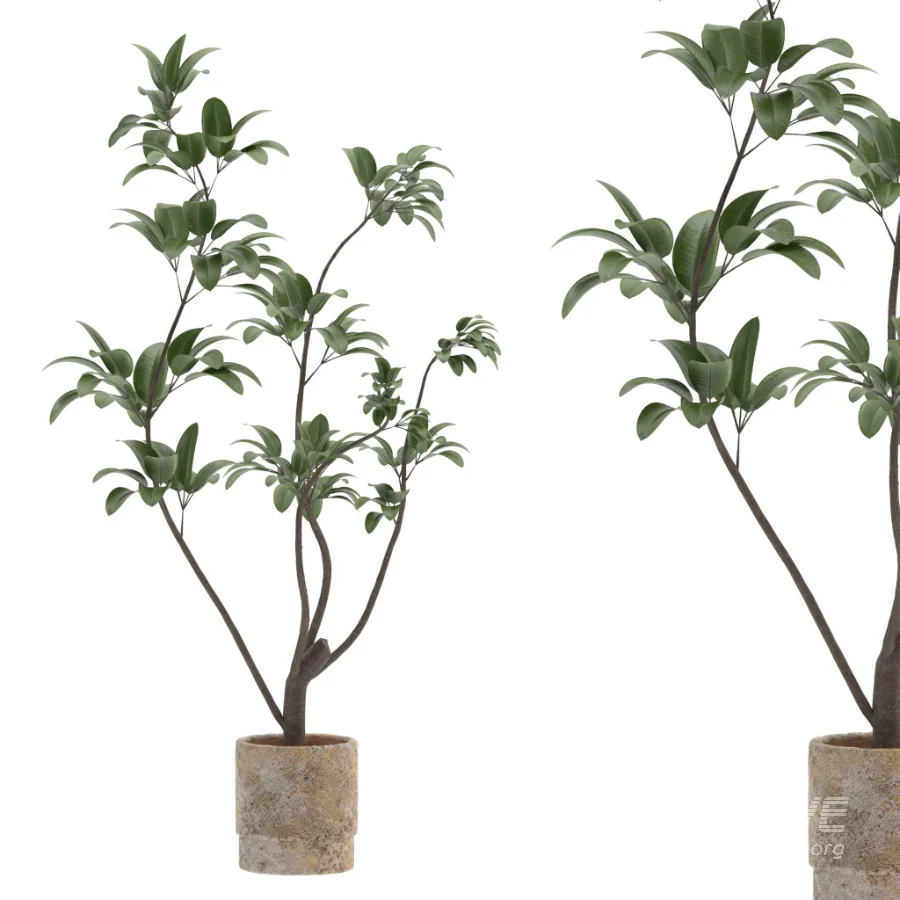 Ficus Benjamina Indoor Plant-set-030 - Image 2