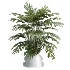 AV Indoor Plants Set 619 Elegant Monstera and Ficus Microcarpa Bonsai and Ficus Cyathistipula and Cat Reed Palm - Thumbnail 5