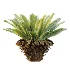 AV Plant Neottopteris Nidus 6 Palm Bush 01 - Thumbnail 4