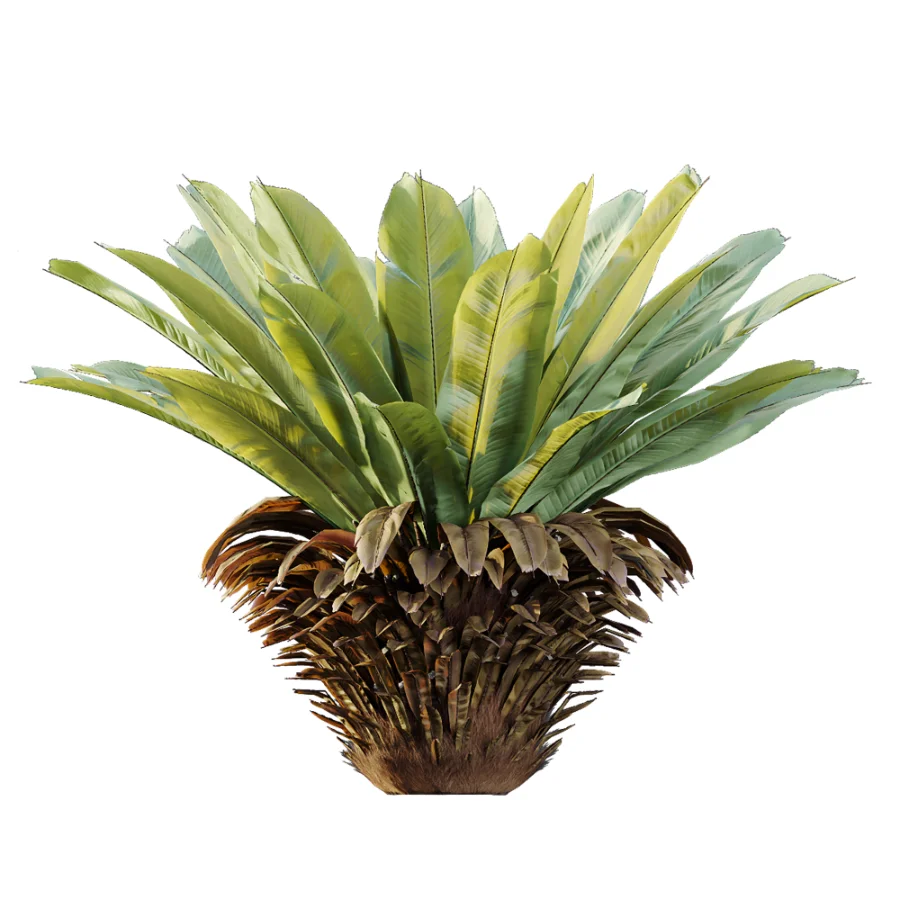 AV Plant Neottopteris Nidus 6 Palm Bush 01 - Image 4