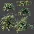 AV Plant Angiopteris Fokiensis Fern 6 Palm Bush 01 - Thumbnail 10