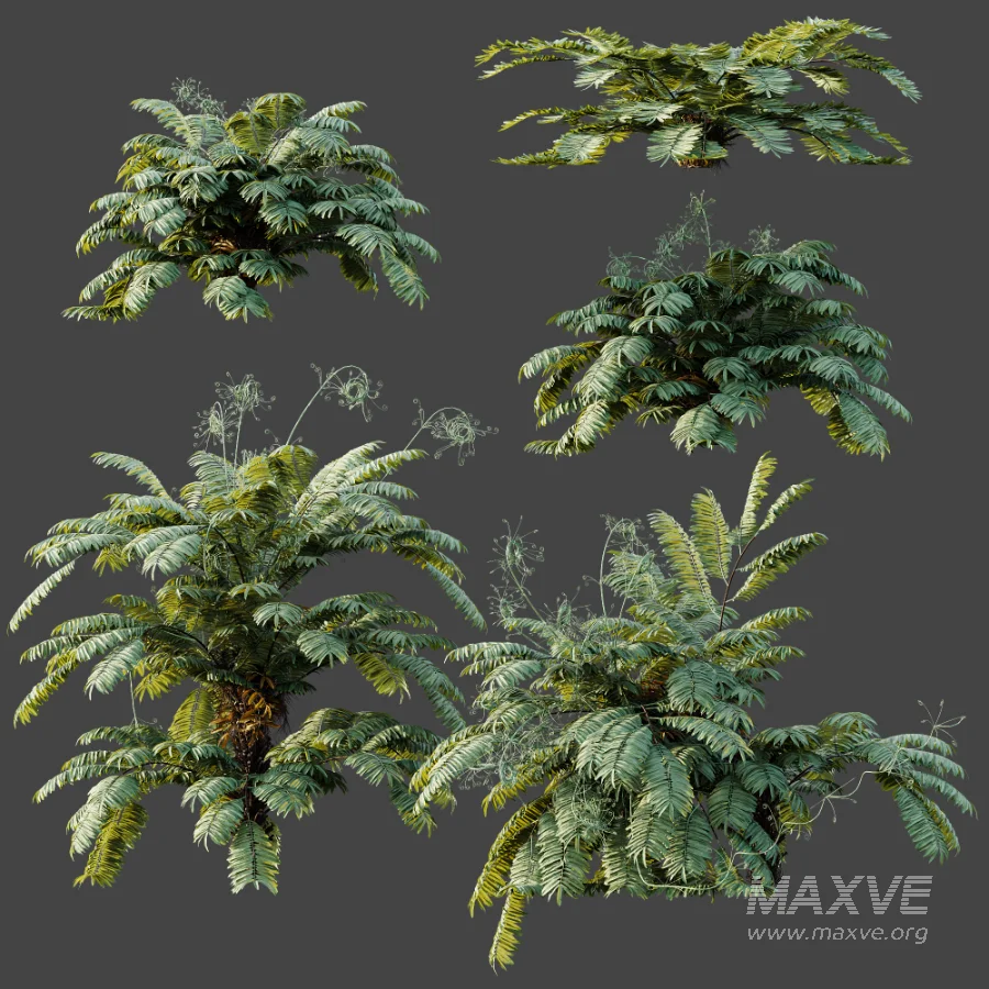 AV Plant Angiopteris Fokiensis Fern 6 Palm Bush 01 - Image 10