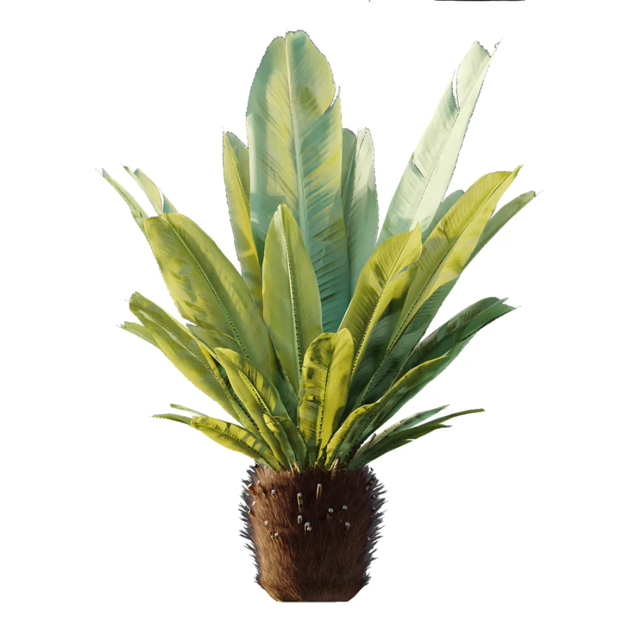 AV Plant Neottopteris Nidus 6 Palm Bush 01 - Image 6