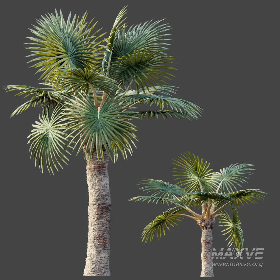 AV Plant Bismarckia Nobilisi Palm Tree 01 - Image 8