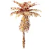 AV Plant Brainea Insignis Fern 6 Palm Tree 01 - Thumbnail 10