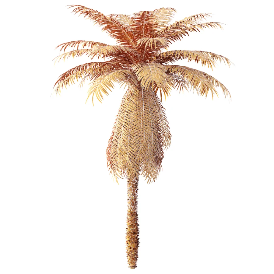 AV Plant Brainea Insignis Fern 6 Palm Tree 01 - Image 10