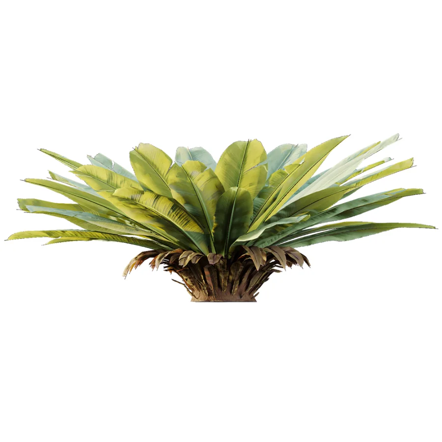 AV Plant Neottopteris Nidus 6 Palm Bush 01 - Image 3