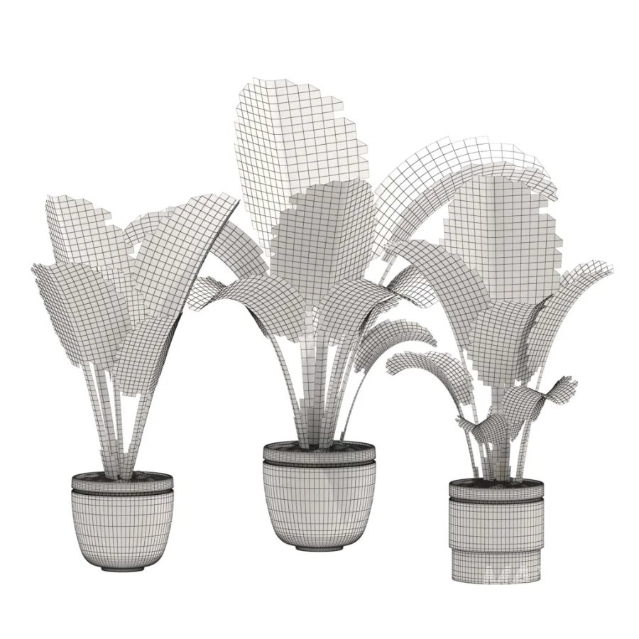 Alocasia Elephant Ear Plant Set - Image 3