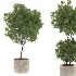 Modern Olive Trees in Concrete Pots-Set 01 - Thumbnail 3