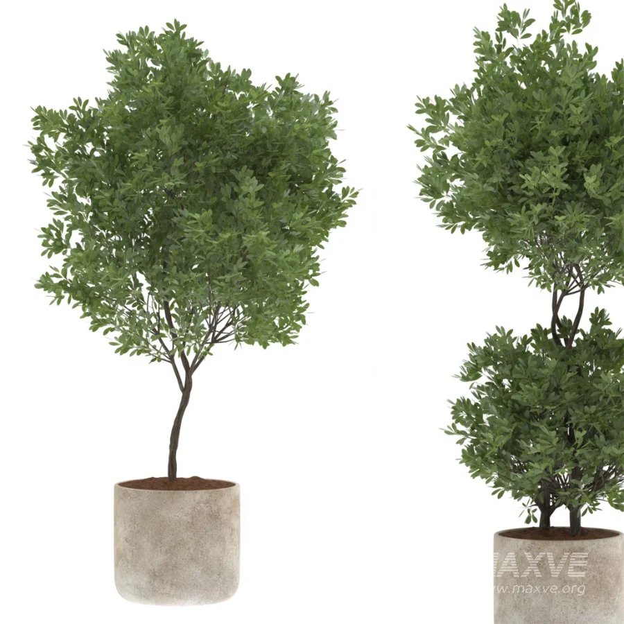 Modern Olive Trees in Concrete Pots-Set 01 - Image 3