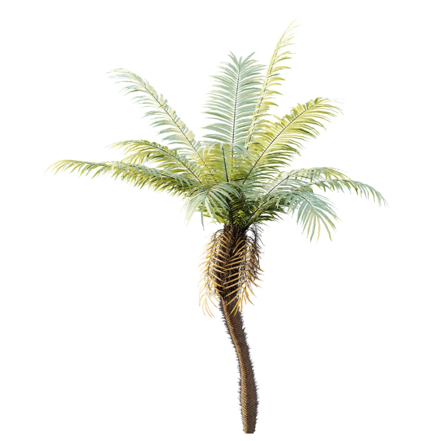 AV Plant Brainea Insignis Fern Palm Tree 02 - Image 4