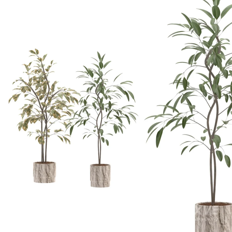 Ficus Benjamina Indoor Plant-set-029 - Image 3