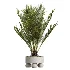 AV Indoor Plants Set 620 Aloe Vera Succulents Ruffled Fan Palm Areca Palm Briful - Thumbnail 5