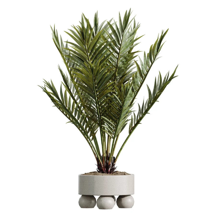 AV Indoor Plants Set 620 Aloe Vera Succulents Ruffled Fan Palm Areca Palm Briful - Image 5