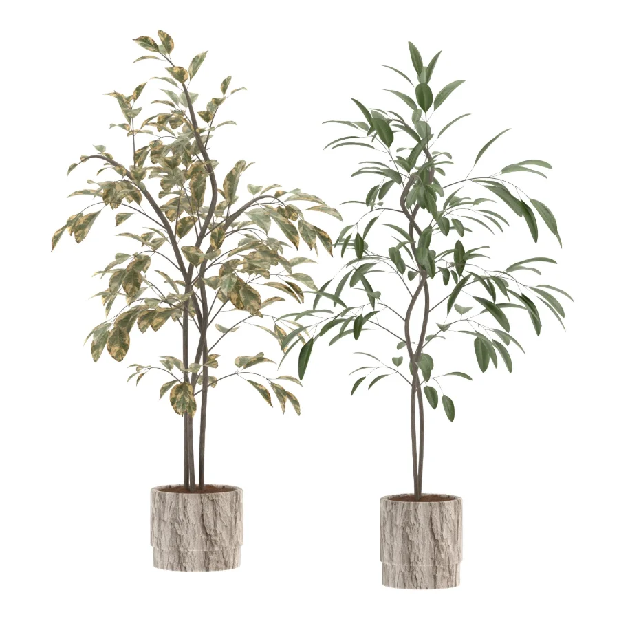 Ficus Benjamina Indoor Plant-set-029 - Image 1