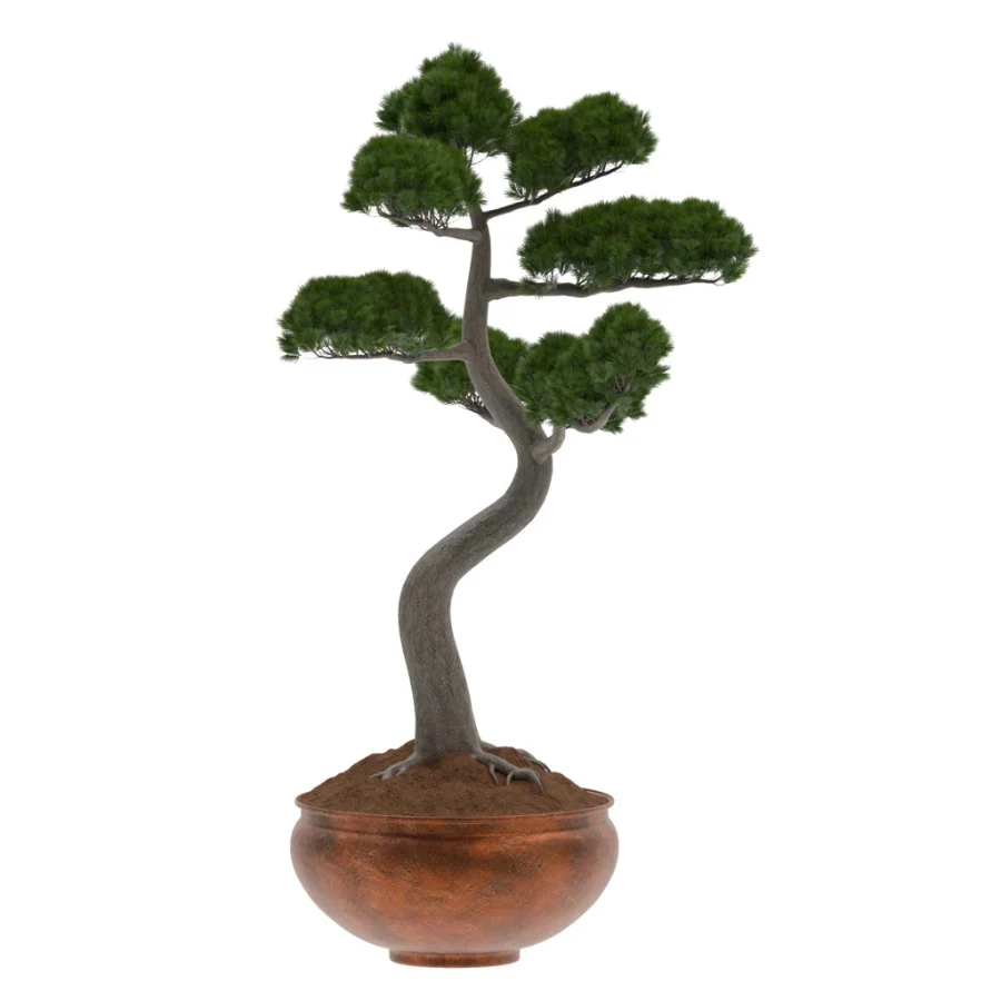 Pine Bonsai Tree-set-003 - Image 1