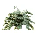 AV Plant Angiopteris Fokiensis Fern 6 Palm Bush 01 - Thumbnail 3
