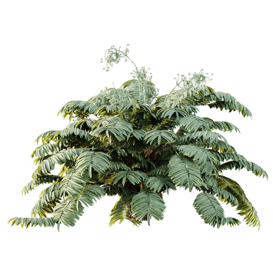 AV Plant Angiopteris Fokiensis Fern 6 Palm Bush 01 - Image 3