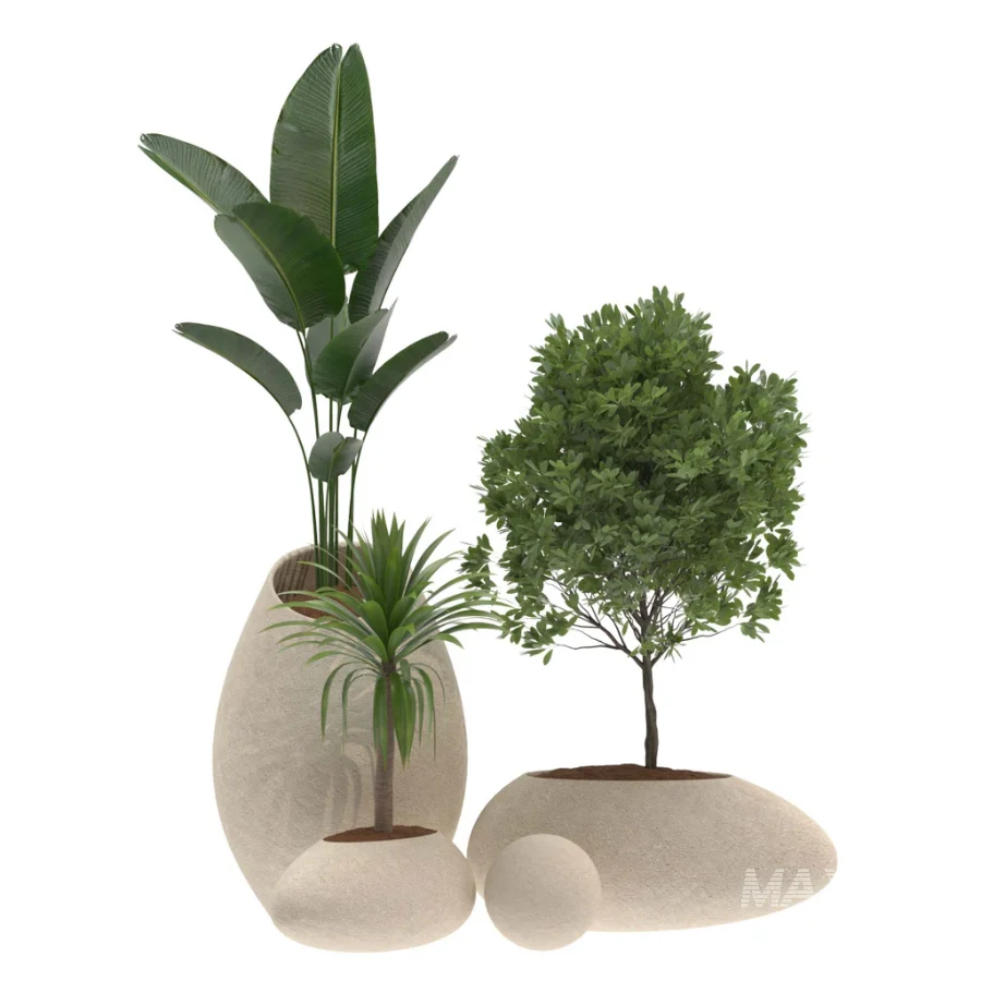 Strelitzia Yucca Olive Plant Set-021 - Image 3