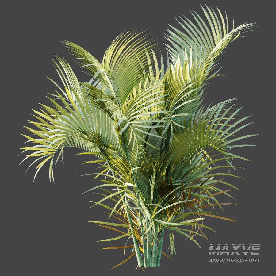 AV Plant Chrysalidocarpus Lutescens Palm Bush 02 - Image 7