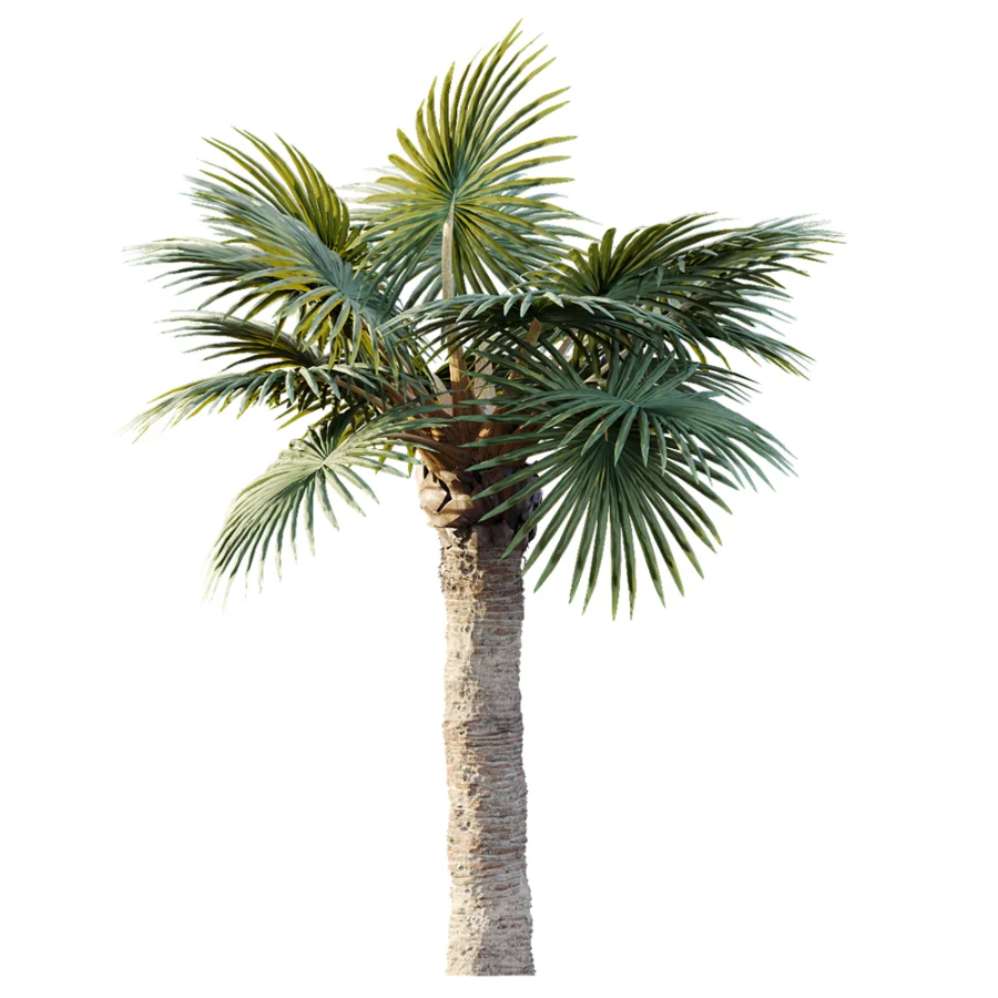 AV Plant Bismarckia Nobilisi Palm Tree 01 - Image 2