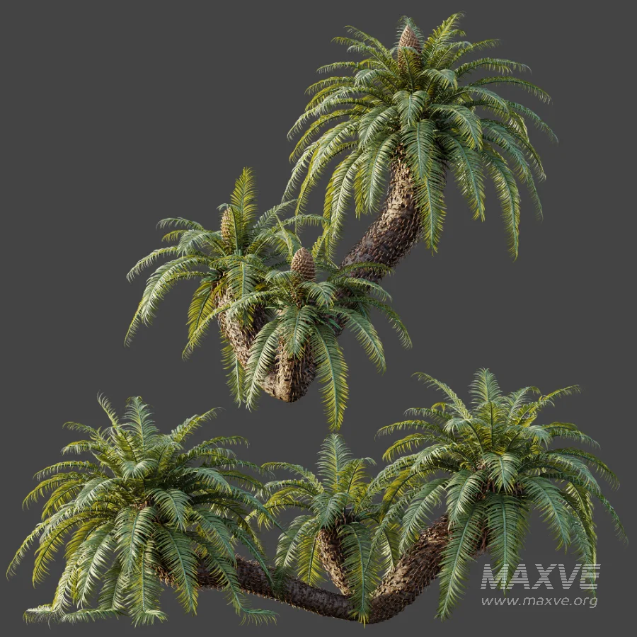 AV Plant Cycas Revoluta Palmfarn Palm Bush 01 - Image 5